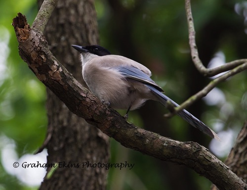 Azure-winged Magpie
A large colony around Mai Po.